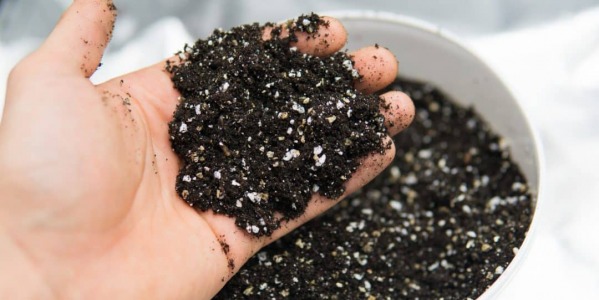 Sustrato universal, un básico en jardinería