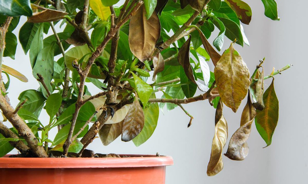 Cómo diagnosticar una planta enferma
