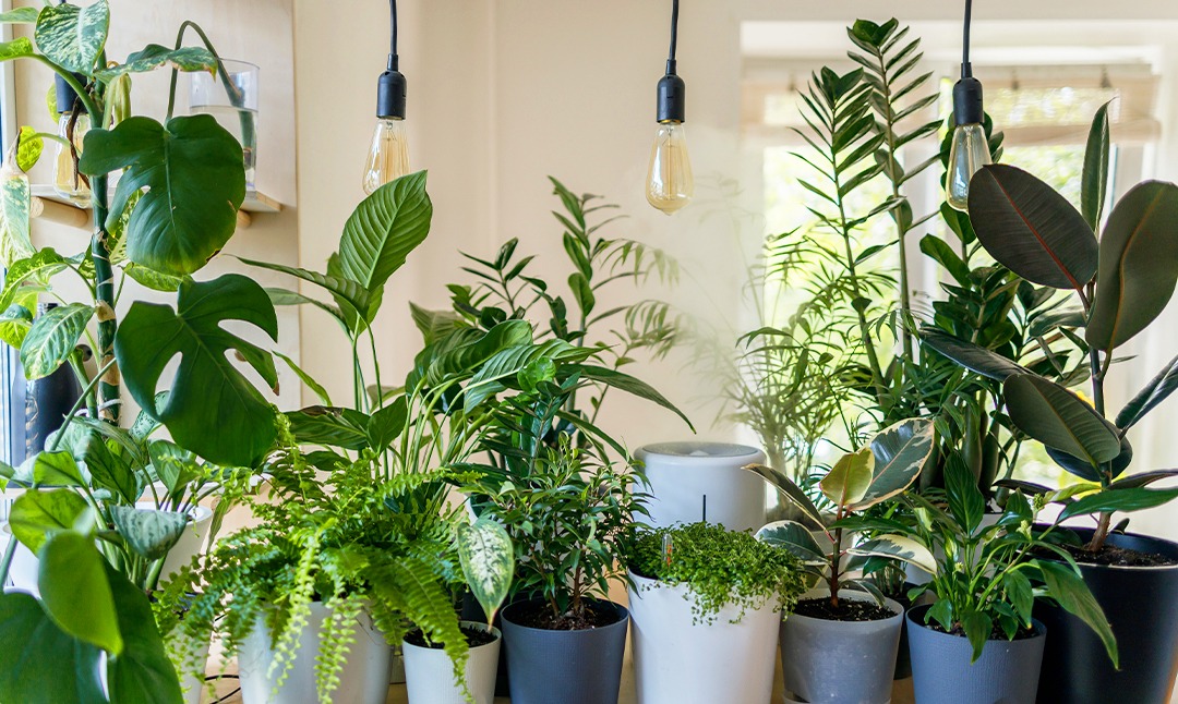 Protege tus plantas del calor