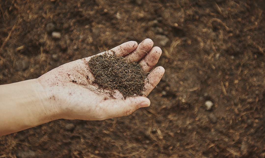 La calidad del suelo: clave para obtener mejores cultivos